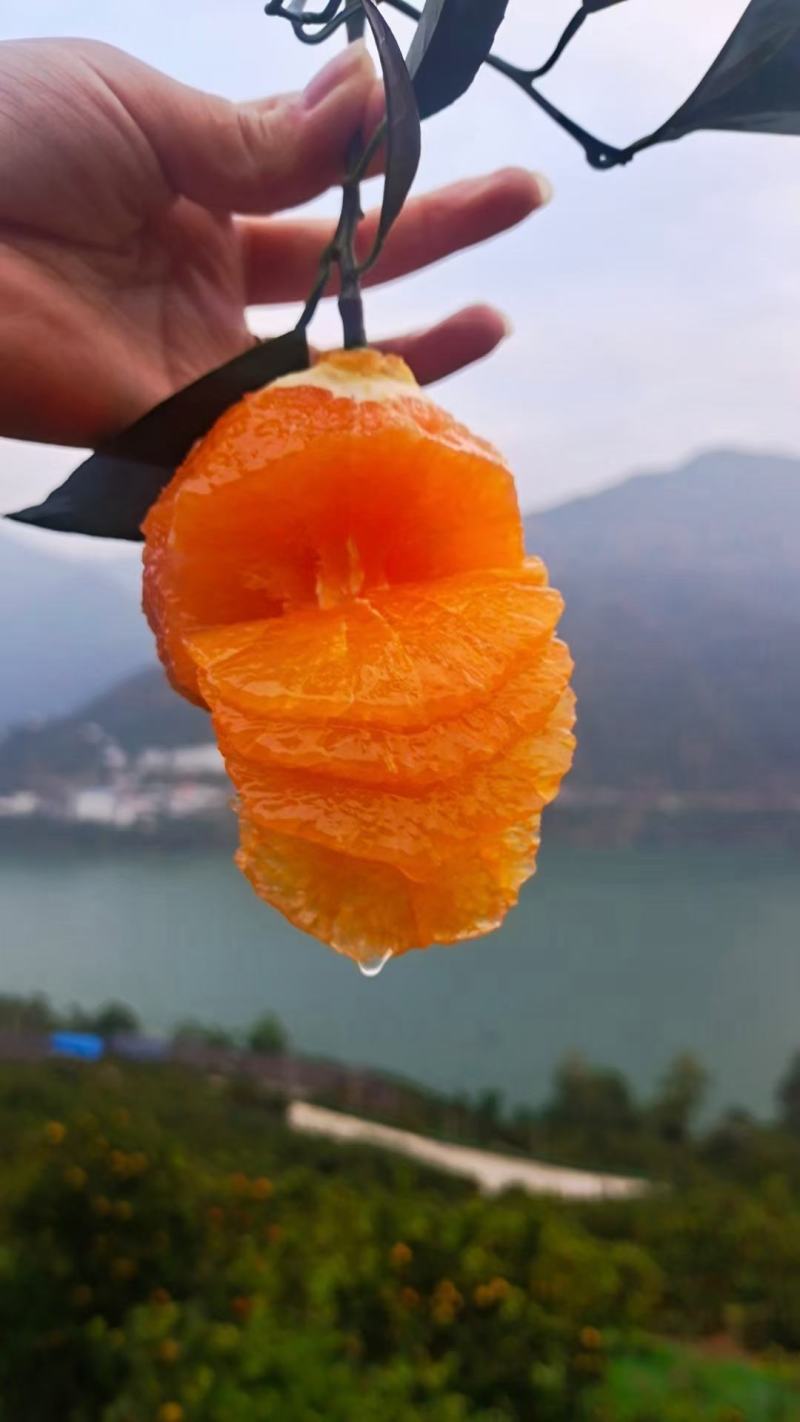 湖北秭归中华红长虹九月红纽荷尔对接社团电商市场销售