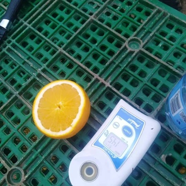 蜜香橙大量上市，口感越来越好，欢迎老板来盘！
