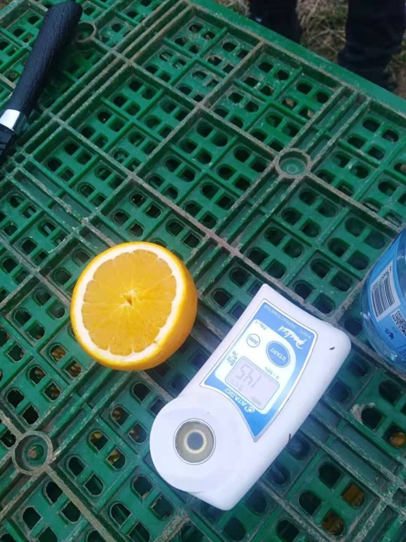 蜜香橙大量上市，口感越来越好，欢迎老板来盘！