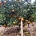 蜜香橙大量上市，口感越来越好，欢迎老板来盘！