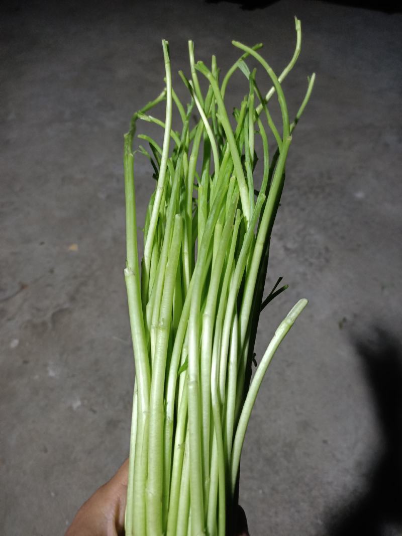芦蒿，黎蒿，泥蒿，特色蔬菜，是养生等多功能佳肴