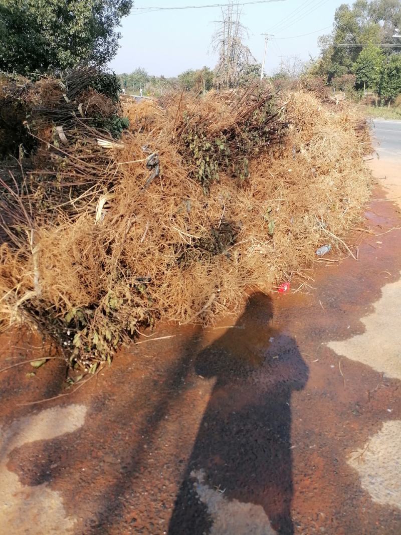 江西樟树中花吴茱萸树苗