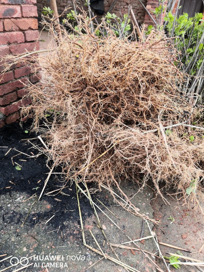 江西樟树中花吴茱萸树苗