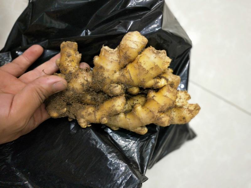 生姜山东小黄姜产区货源充足价格便宜视频看货全国物流发货