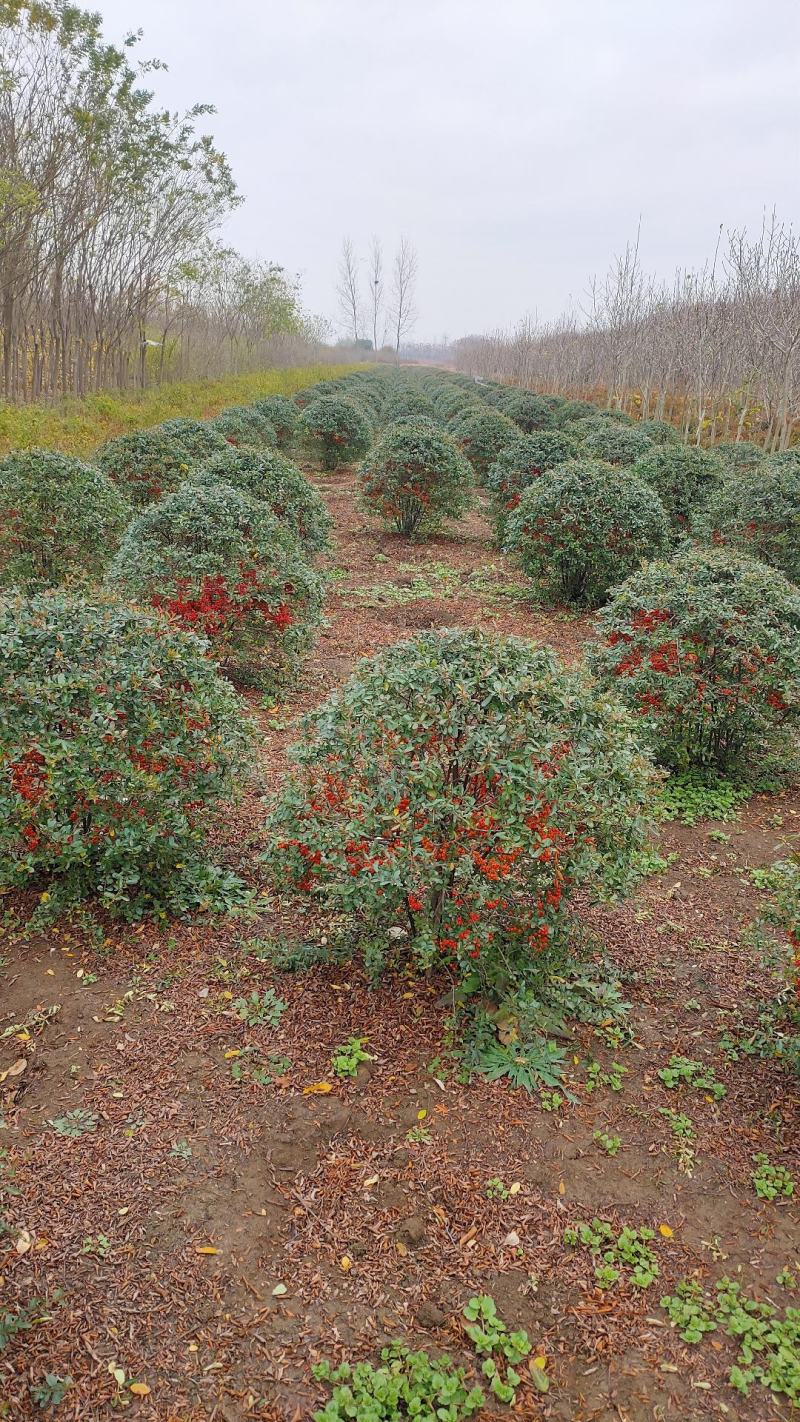 【自家苗木基地火棘树火棘苗火棘球火棘树吉祥果，包邮