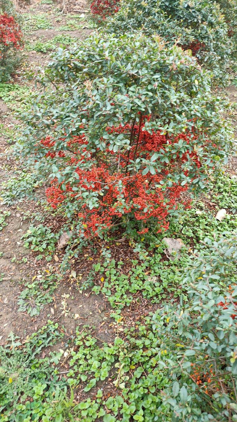 【自家苗木基地火棘树火棘苗火棘球火棘树吉祥果，包邮