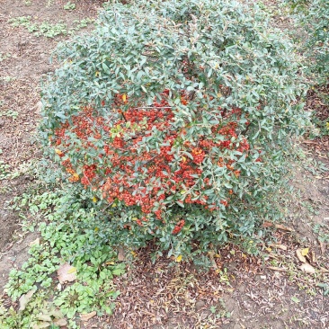 【自家苗木基地火棘树火棘苗火棘球火棘树吉祥果，包邮