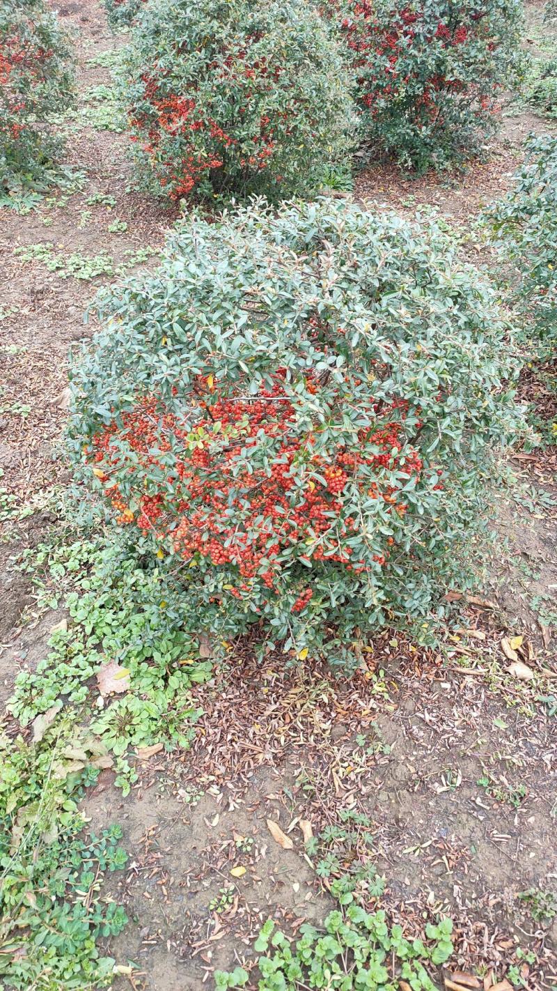 【自家苗木基地火棘树火棘苗火棘球火棘树吉祥果，包邮