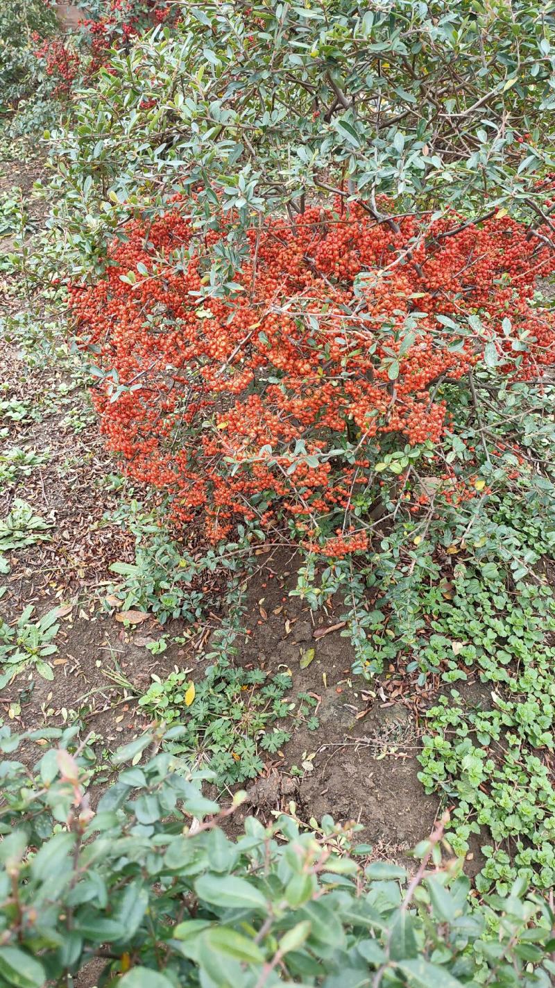 【自家苗木基地火棘树火棘苗火棘球火棘树吉祥果，包邮
