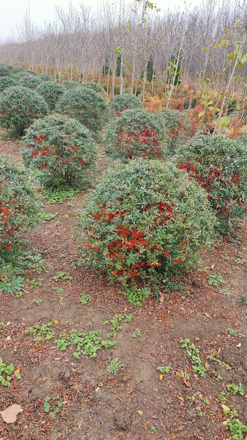 【自家苗木基地火棘树火棘苗火棘球火棘树吉祥果，包邮