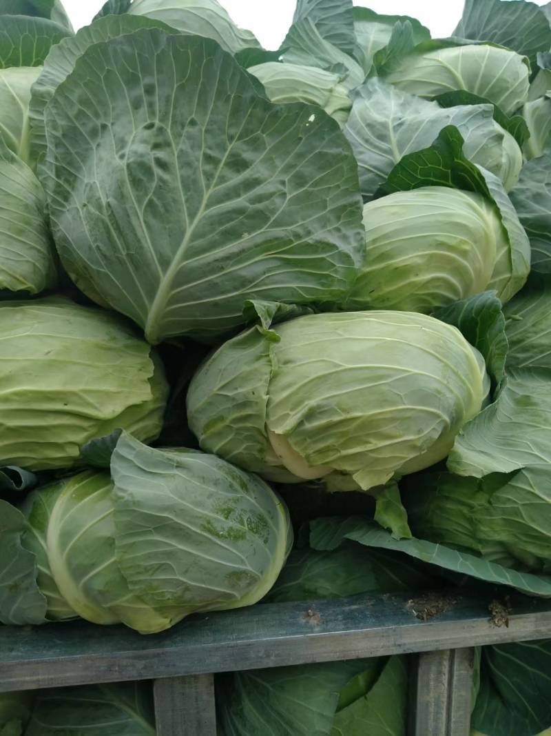甘蓝，河南甘蓝，旺旺，斯特丹，冬季新菜上市，产地直销，
