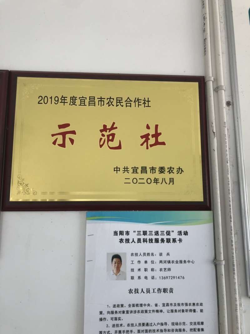 红菜苔20~30厘米