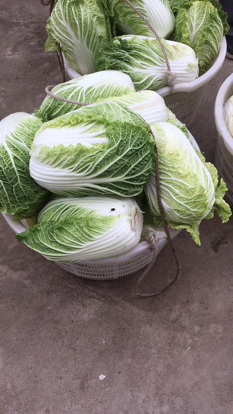精品黄心大白菜，基地直供大量上市全国发货新鲜采摘