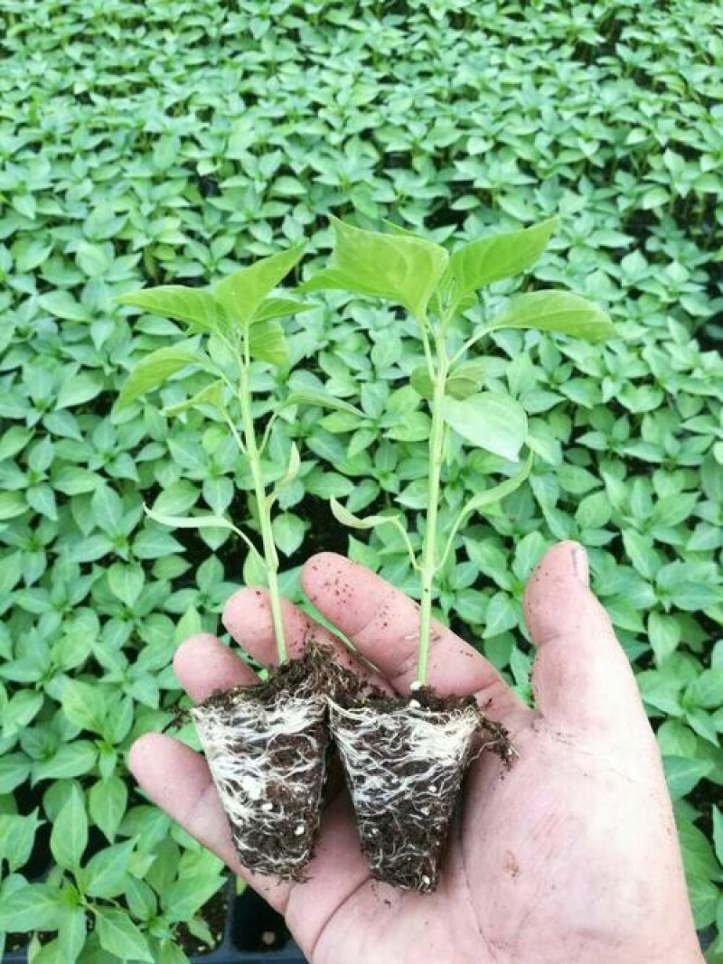 辣椒苗耐热耐寒黄绿皮尖椒苗品种大果型尖椒苗红绿两收