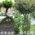桂花树苗3米高编织花瓶DIY造型绿化庭院园林金桂丹桂开花