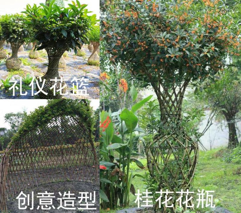 桂花树苗3米高编织花瓶DIY造型绿化庭院园林金桂丹桂开花