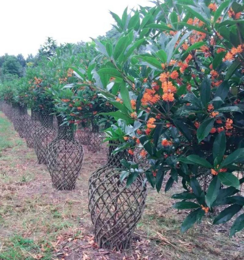 桂花树苗3米高编织花瓶DIY造型绿化庭院园林金桂丹桂开花