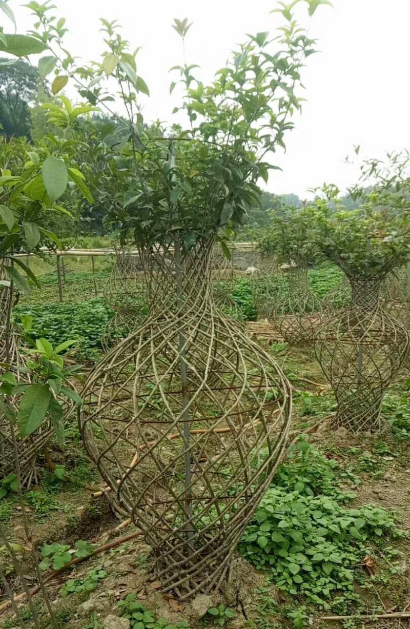 桂花树苗3米高编织花瓶DIY造型绿化庭院园林金桂丹桂开花
