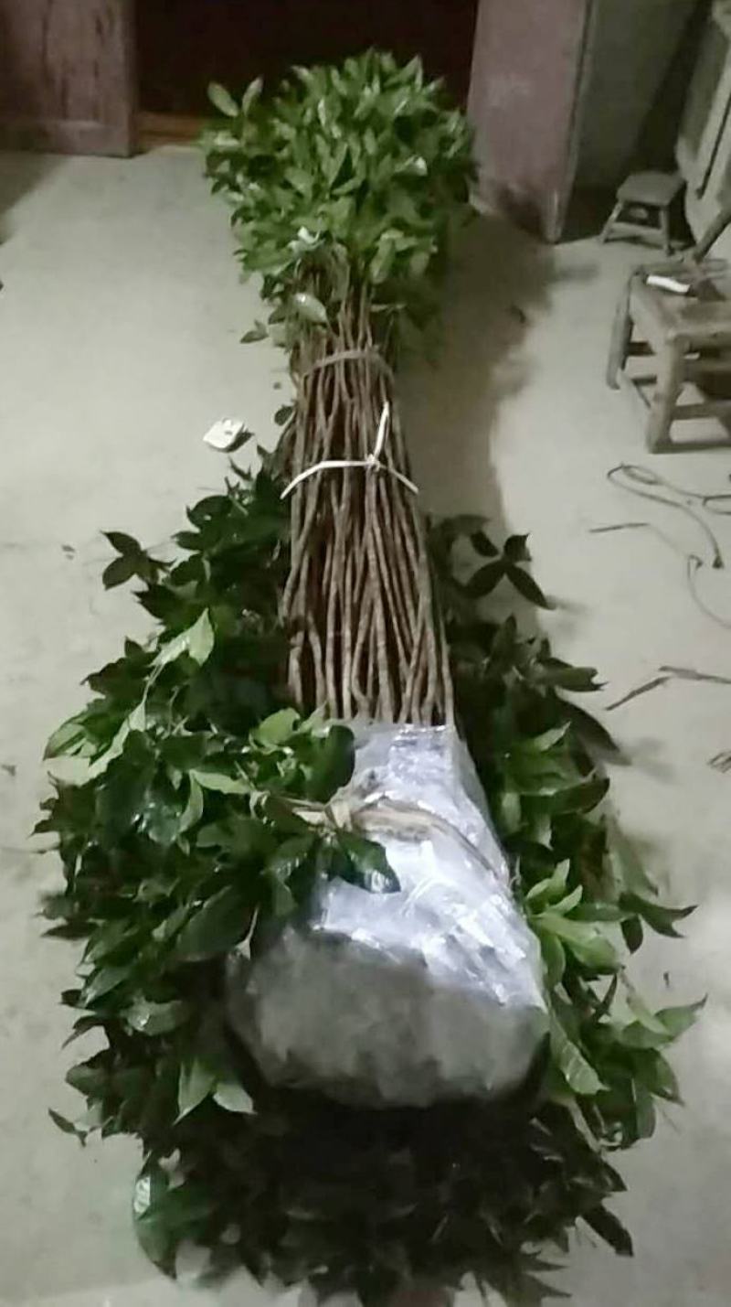 桂花树苗3米高编织花瓶DIY造型绿化庭院园林金桂丹桂开花
