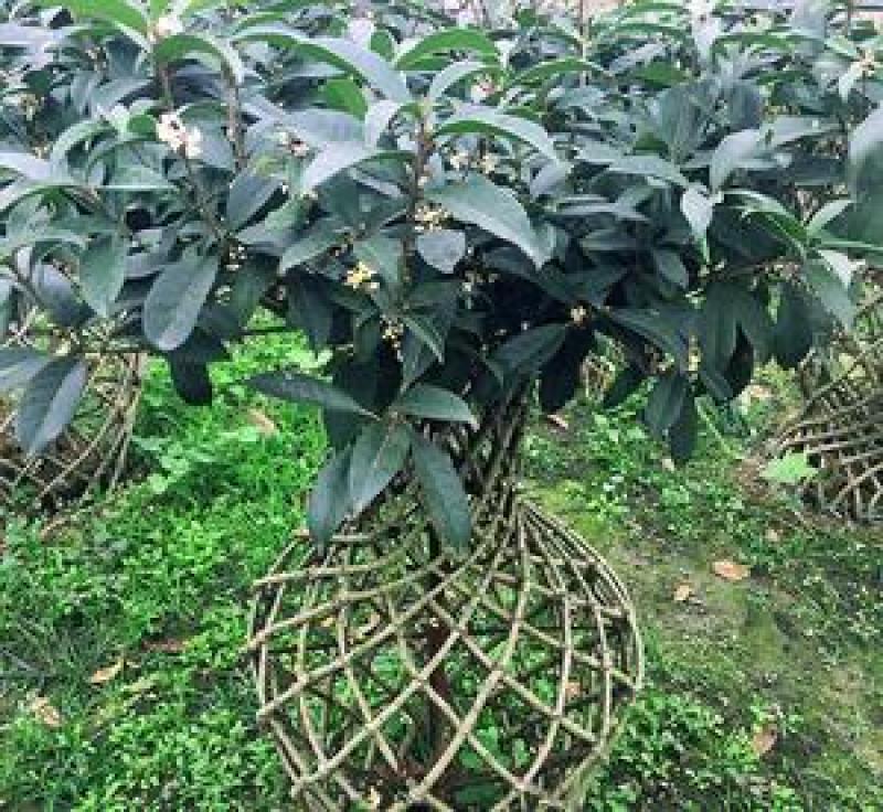 桂花树苗3米高编织花瓶DIY造型绿化庭院园林金桂丹桂开花