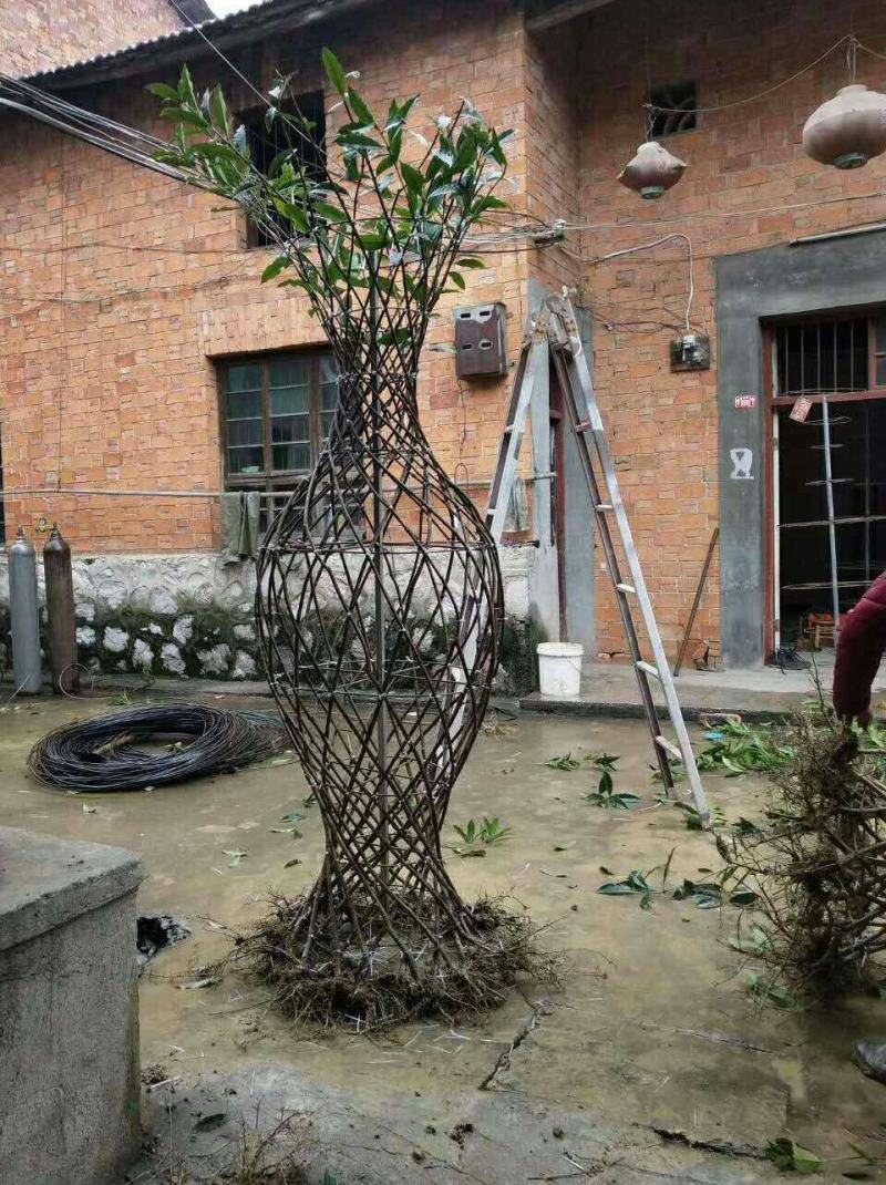 桂花树苗3米高编织花瓶DIY造型绿化庭院园林金桂丹桂开花