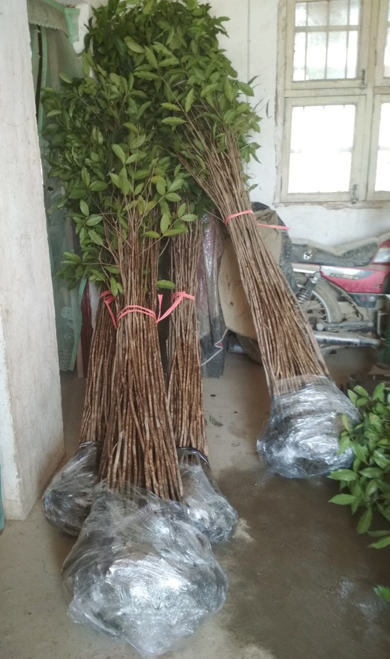 桂花树苗3米高编织花瓶DIY造型绿化庭院园林金桂丹桂开花