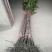 桂花树苗3米高编织花瓶DIY造型绿化庭院园林金桂丹桂开花