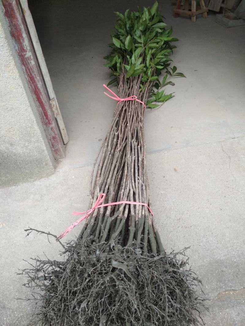 桂花树苗3米高编织花瓶DIY造型绿化庭院园林金桂丹桂开花