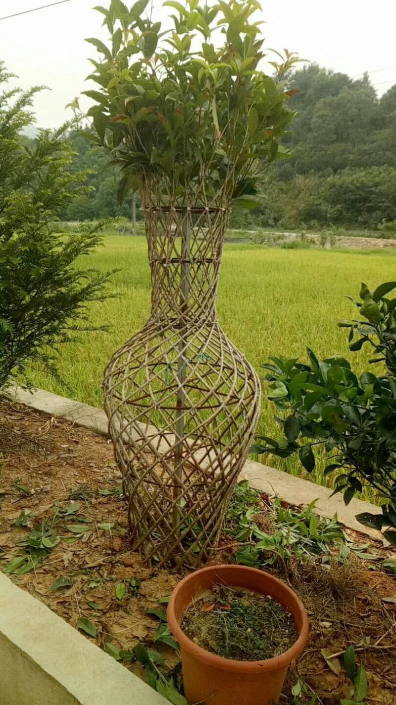 桂花树苗3米高编织花瓶DIY造型绿化庭院园林金桂丹桂开花