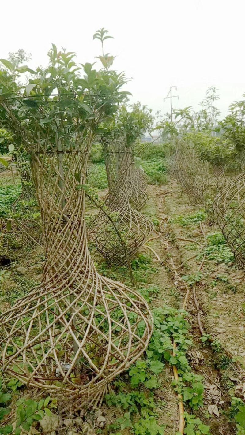 桂花树苗3米高编织花瓶DIY造型绿化庭院园林金桂丹桂开花