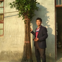 桂花树苗3米高编织花瓶DIY造型绿化庭院园林金桂丹桂开花