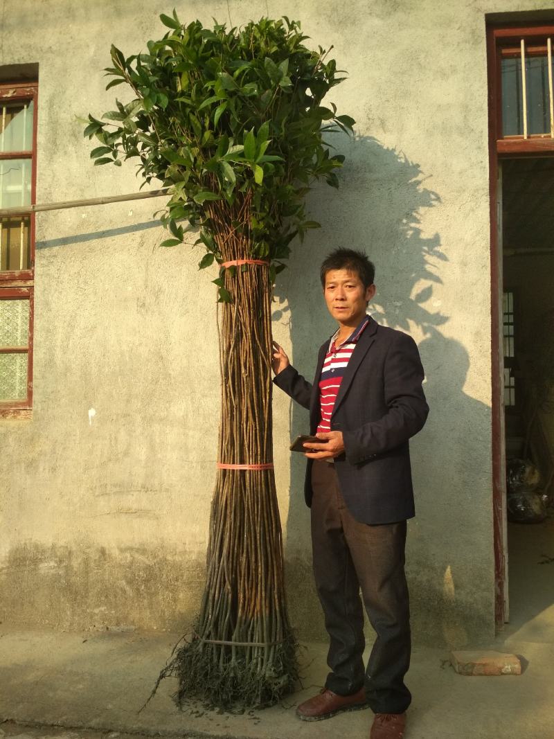 桂花树苗3米高编织花瓶DIY造型绿化庭院园林金桂丹桂开花
