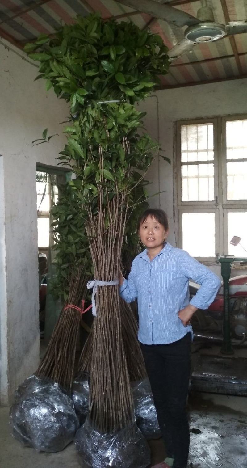 桂花树苗3米高编织花瓶DIY造型绿化庭院园林金桂丹桂开花