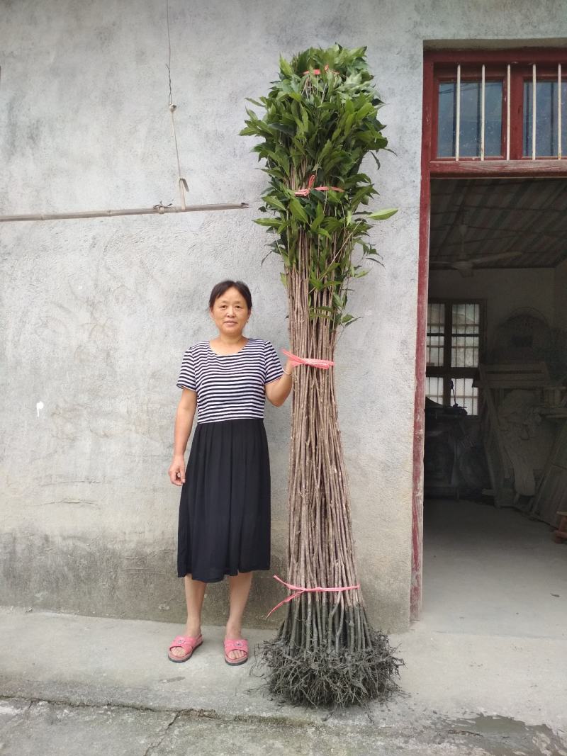 桂花树苗3米高编织花瓶DIY造型绿化庭院园林金桂丹桂开花