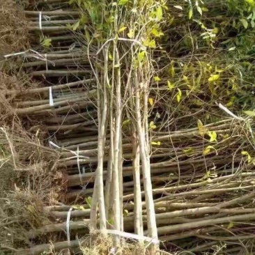 突尼斯软籽石榴树苗两年苗