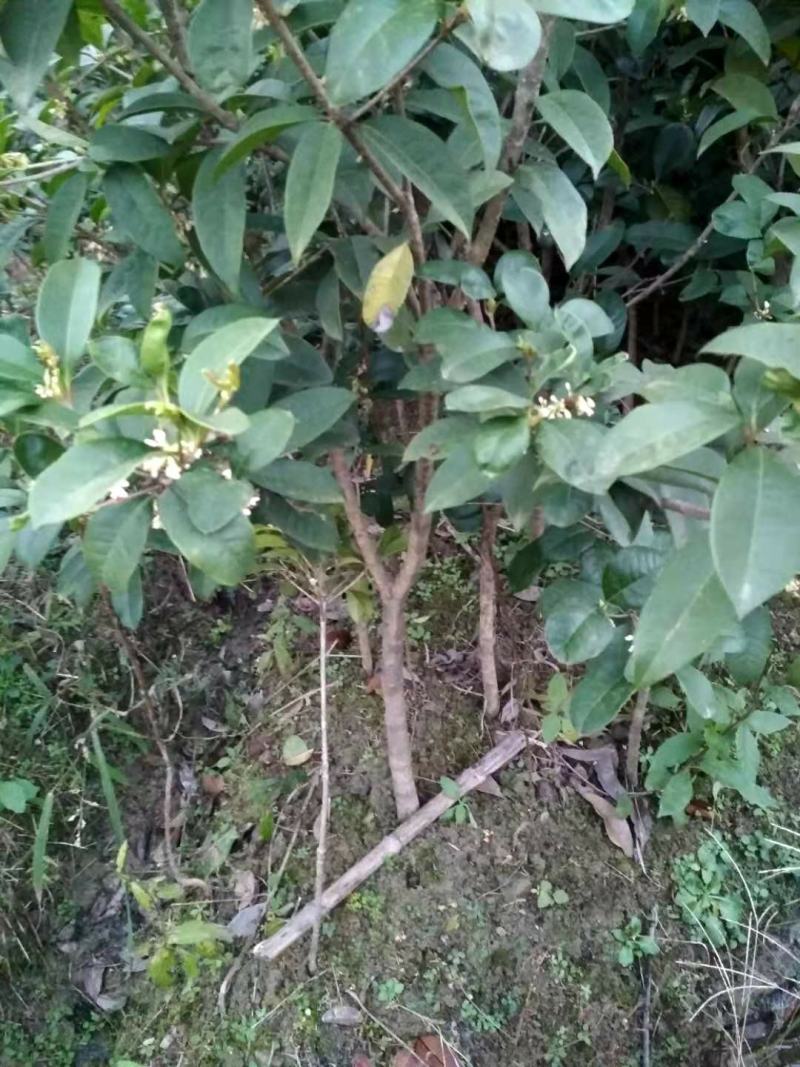 桂花树盆景室内盆栽金桂丹桂四季桂庭院绿化四季常青开花阳台