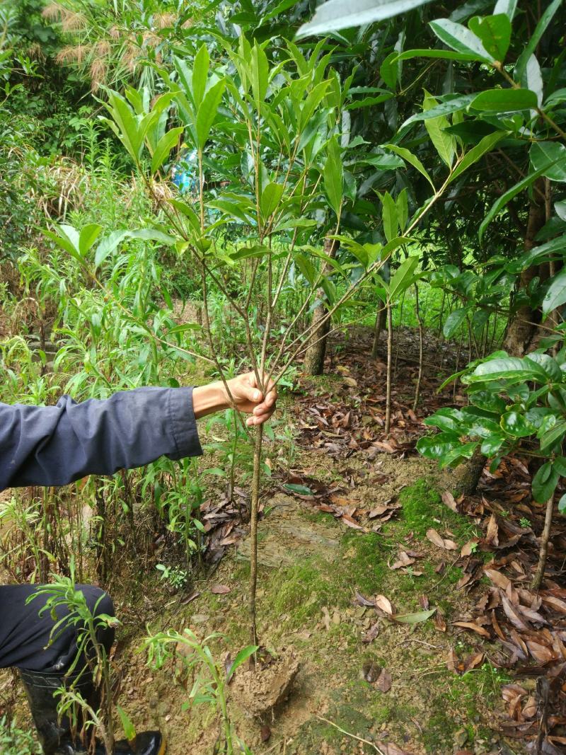 桂花树盆景室内盆栽金桂丹桂四季桂庭院绿化四季常青开花阳台