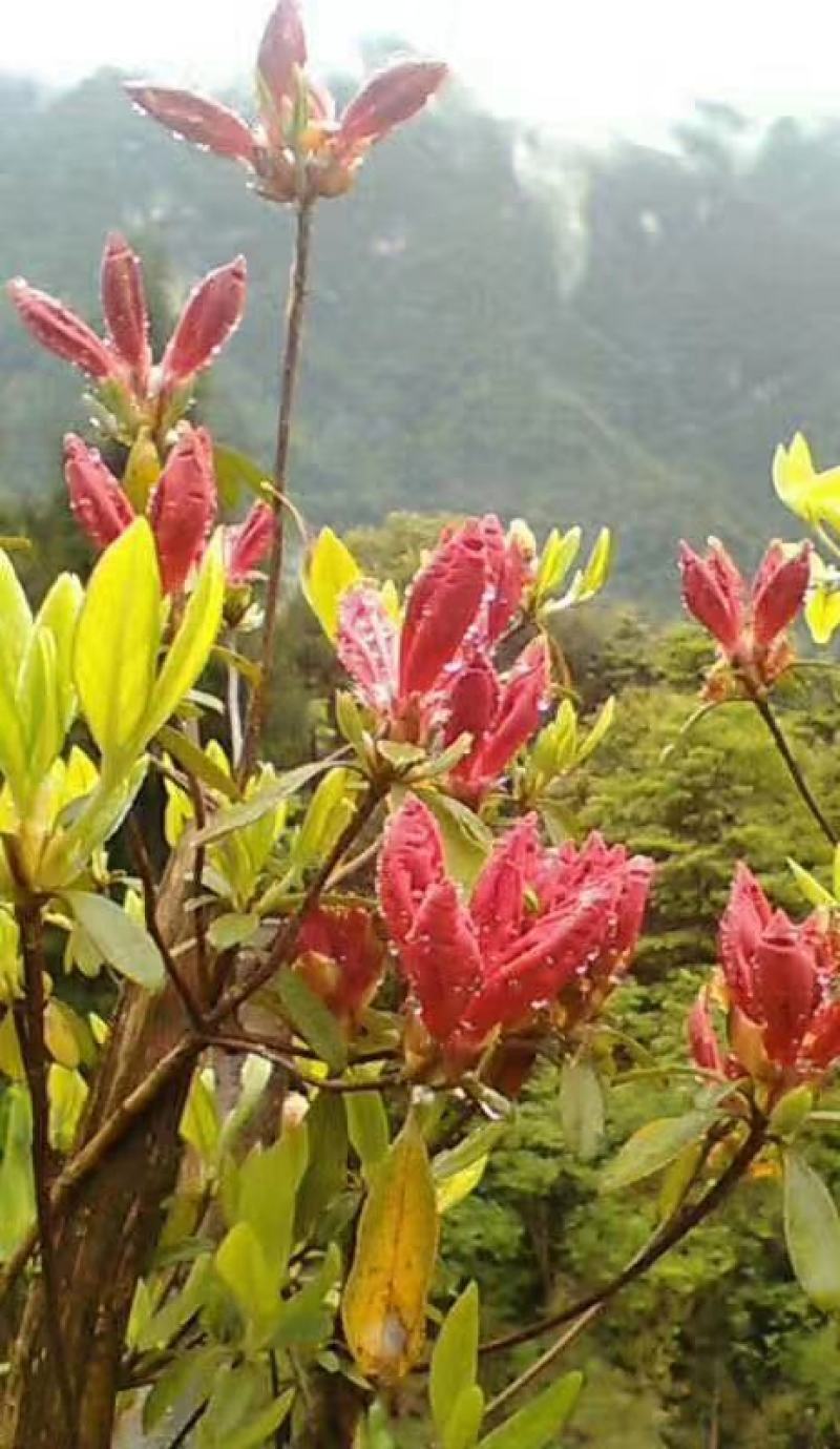 映山红各种各样的规格