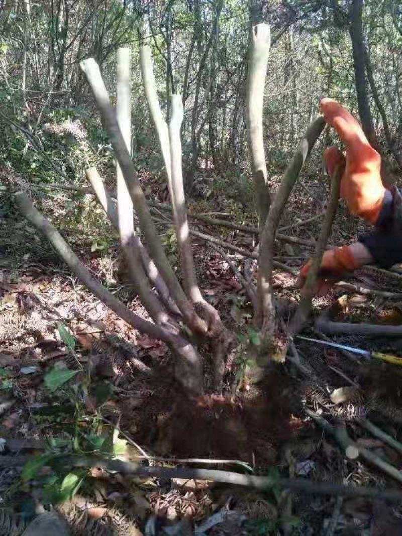 映山红各种各样的规格