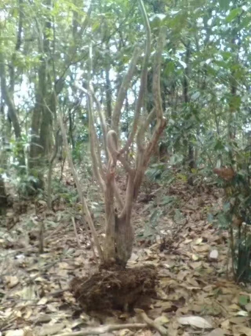 映山红各种各样的规格