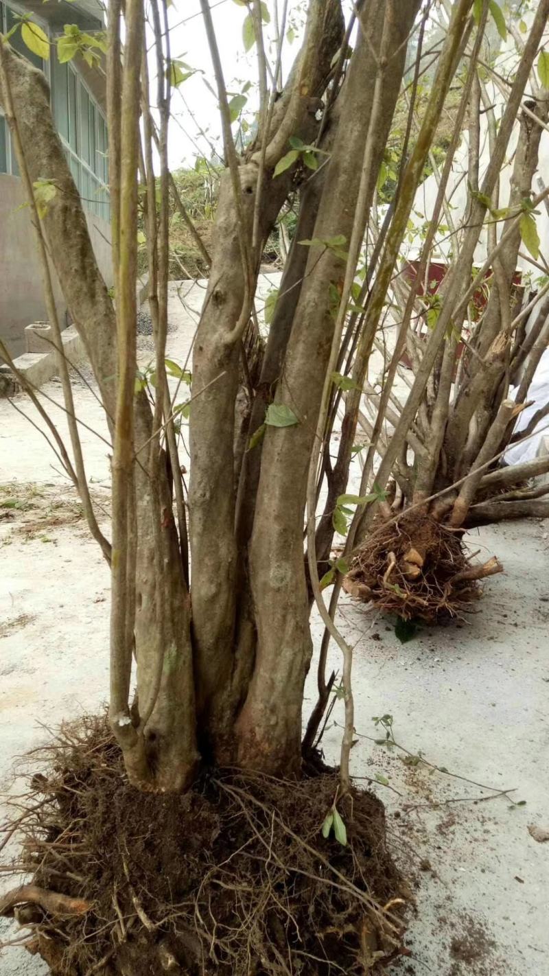 映山红各种各样的规格
