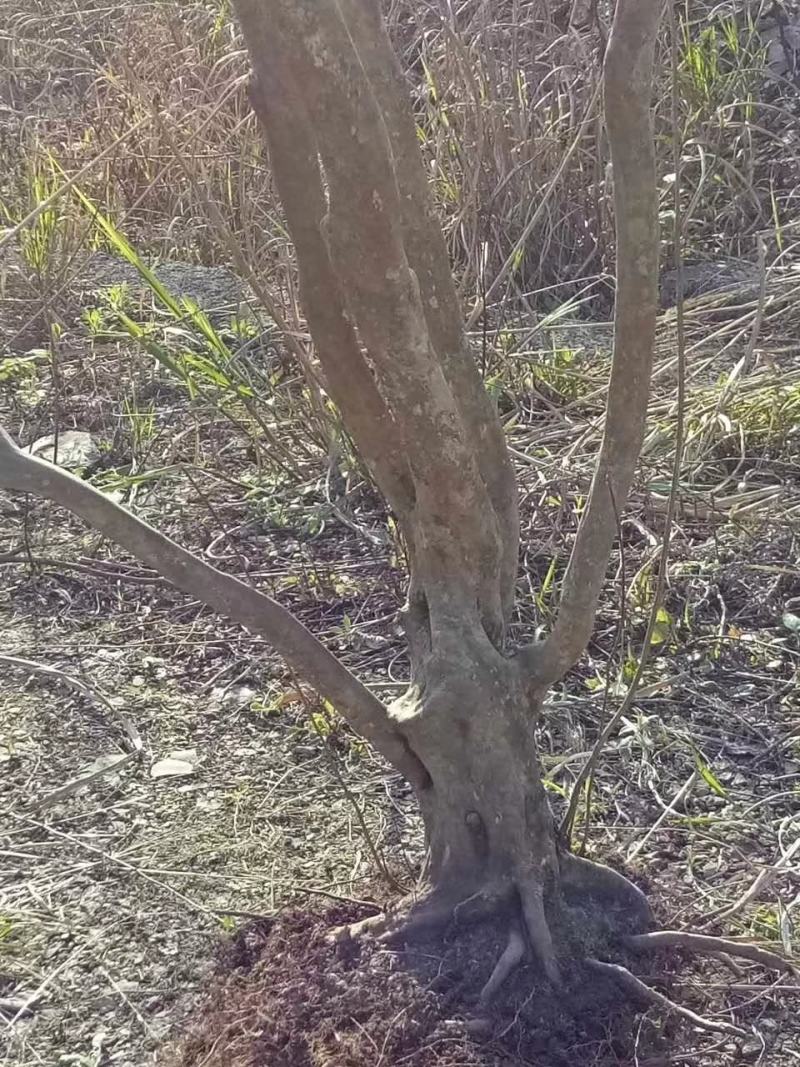 映山红各种各样的规格