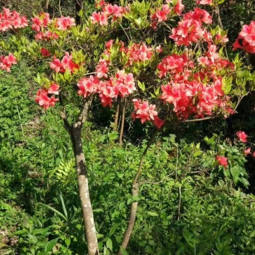 映山红各种各样的规格