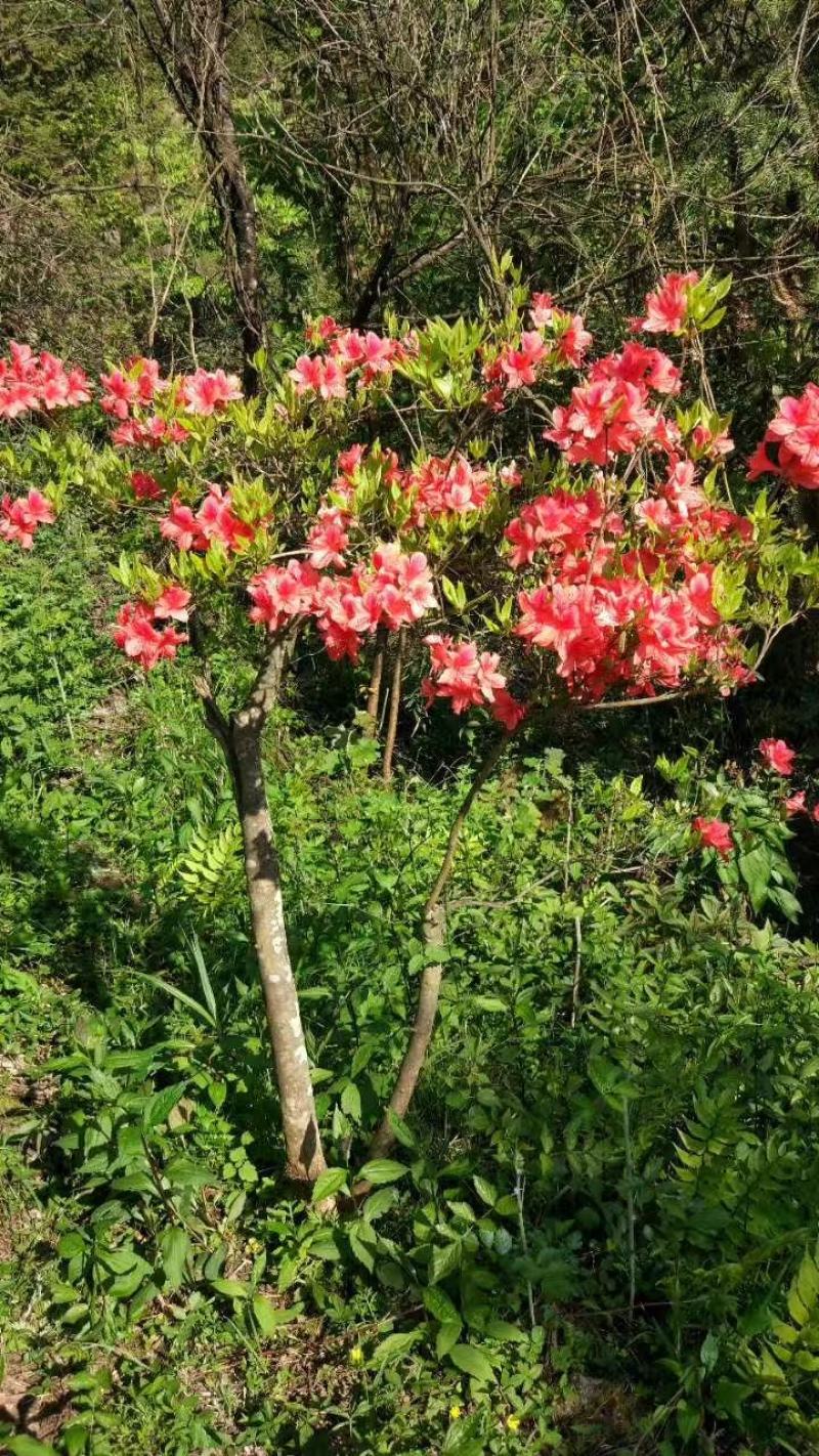 映山红各种各样的规格