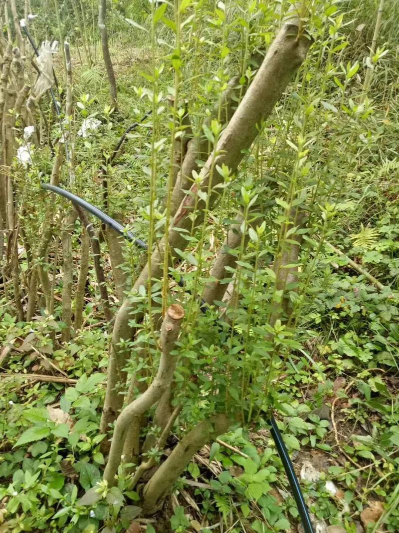 映山红各种各样的规格