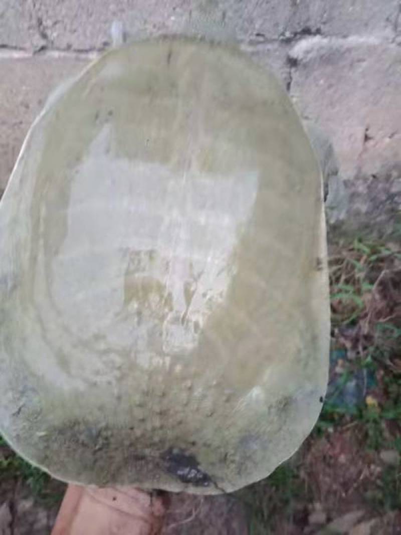 黄沙鳖55元一斤，三年以上