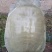 黄沙鳖55元一斤，三年以上