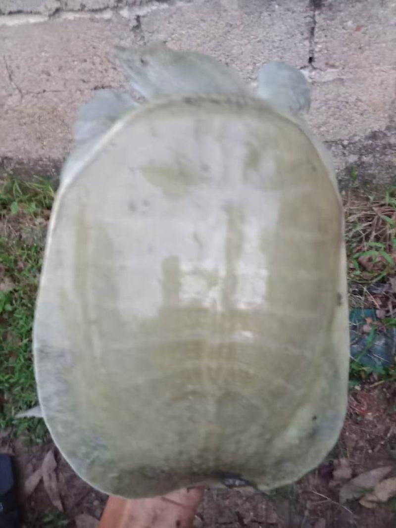 黄沙鳖55元一斤，三年以上