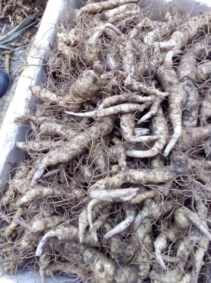 鸡头黄精块茎苗药典品种纯正高产大鸡头基地一手货源批发