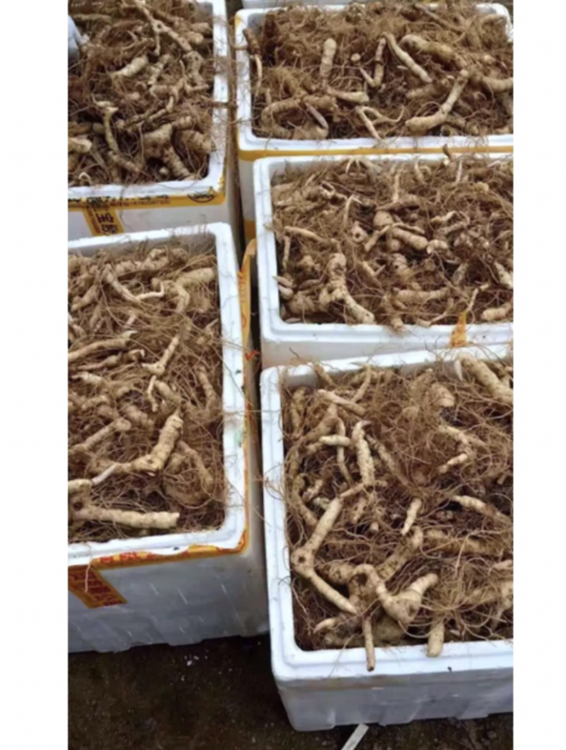 鸡头黄精块茎苗药典品种纯正高产大鸡头基地一手货源批发